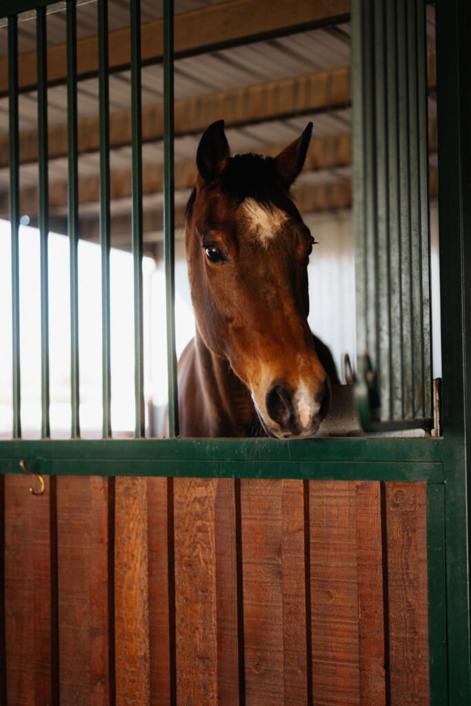 horse medicine through somatic embodiment