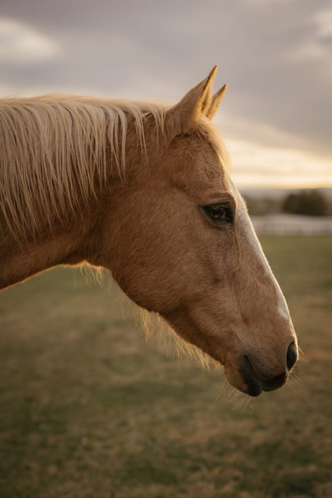 heal the herd mojave somatic healing
